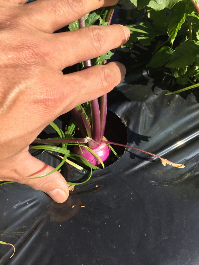 【フォト】あやめ雪の様子。Oh!そろそろ、、、