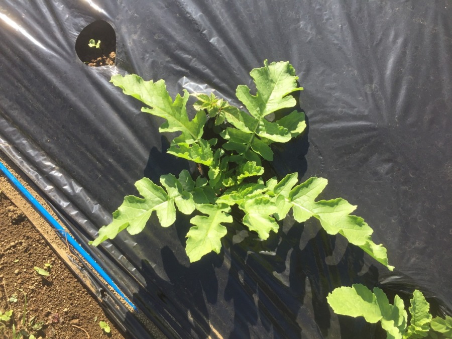 【フォト】だいこんのようす。