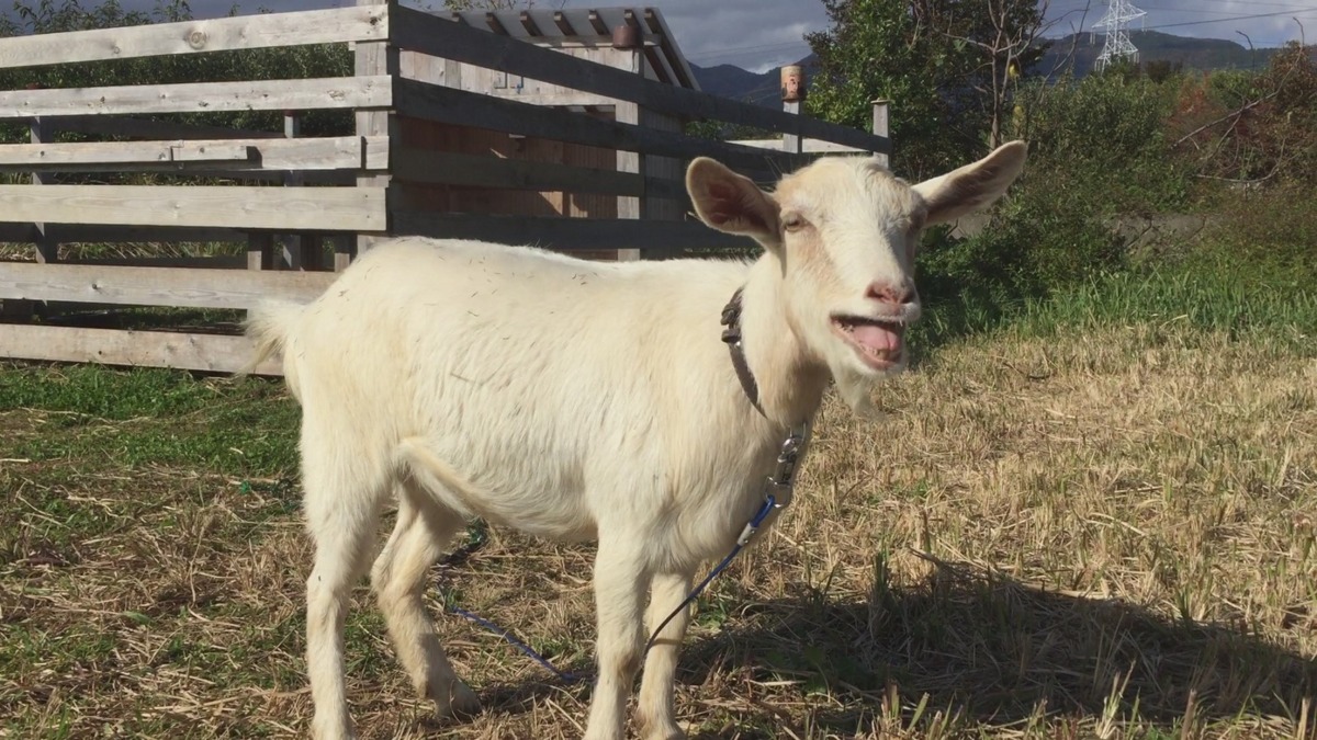 ルナの発情風景だヨ。いつもきっかり21日周期。