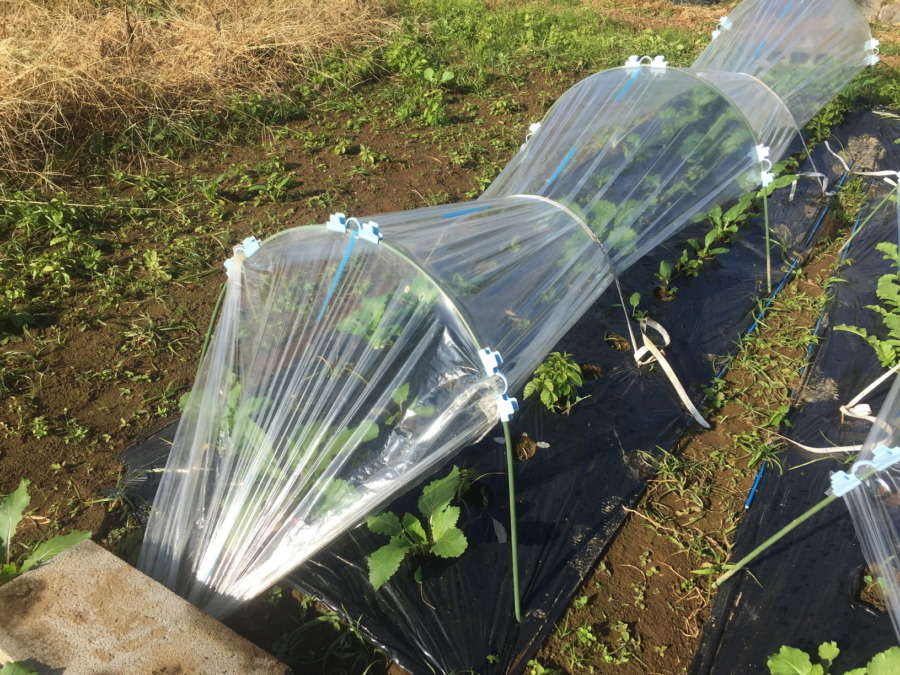 【実験開始】あやめ雪にとっての気温の影響を観察します。