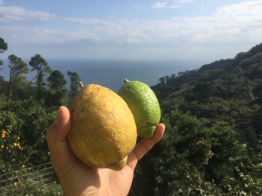 向かって右は今期のグリーンレモン、左の大きい方は、、、