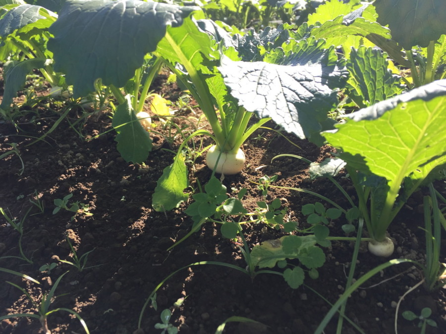 【フォト】こかぶの様子。ぽかぽか陽気が続いて、