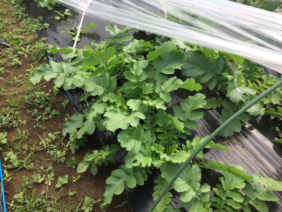 だいこんの様子。トンネルの中は、う～んなかなか良い感じ。収穫時期はいつかな？