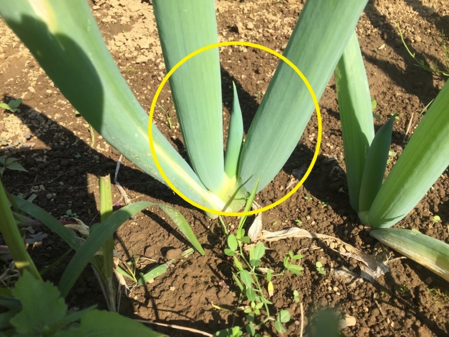 下仁田ネギの成長とは。