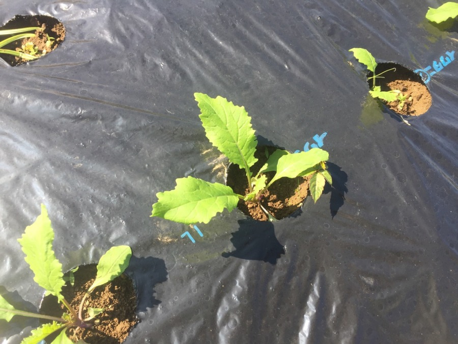 【フォト】あやめ雪の様子。