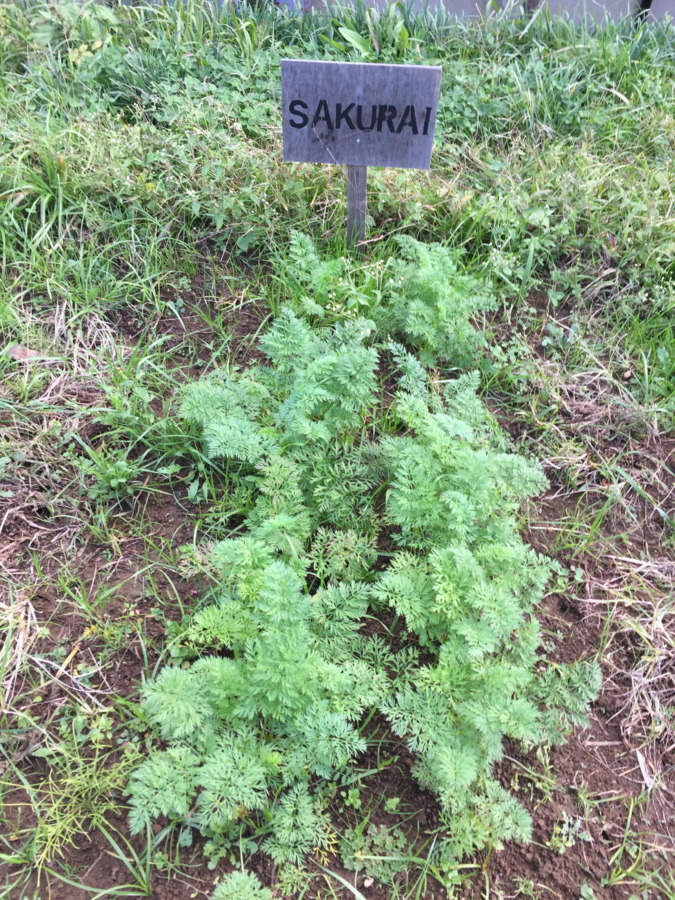 【フォト】にんじんの様子。穏やかに順調に育ってますが、