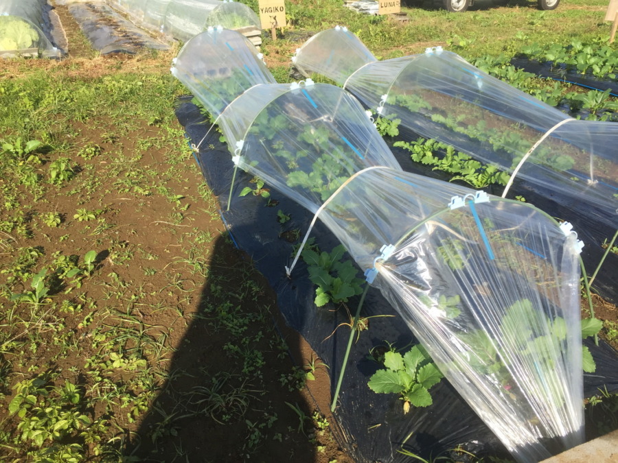 【実験開始】こかぶにとっての気温の影響を観察します。