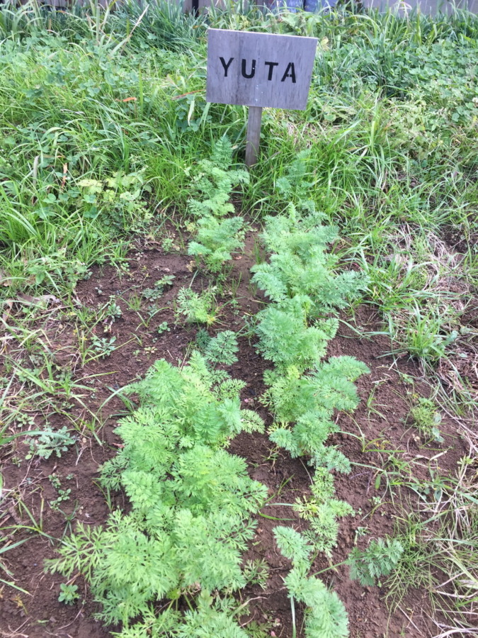 【フォト】にんじんの様子。穏やかに順調に育ってますが、