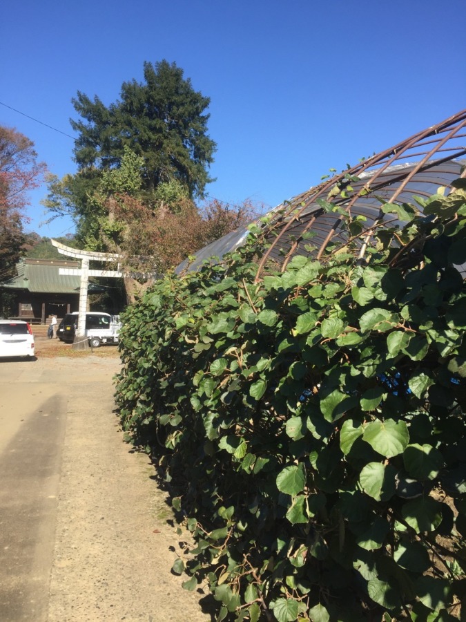 【おざわキウイ農園】雄花の株。