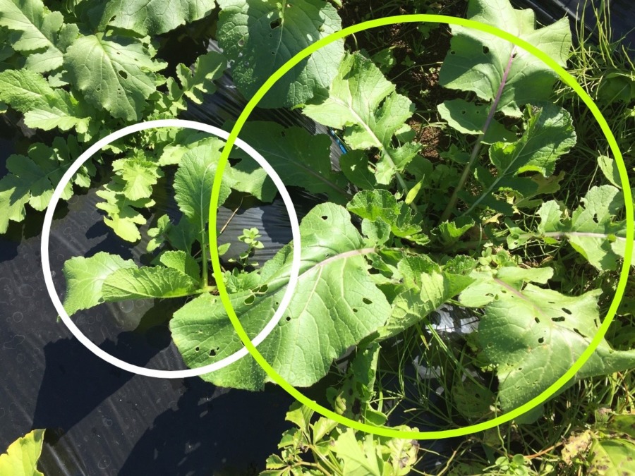 あれ、違和感あり！どちらかは野生（ワイルド）だいこん！？