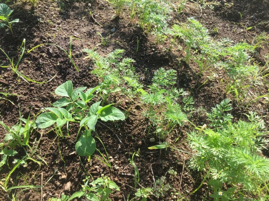 【フォト】にんじんの様子。