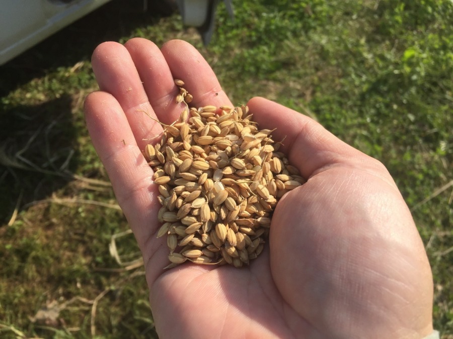 【もち米】脱穀（だっこく）完了