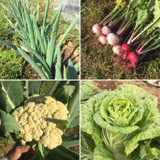 【シーズン終了】はたけDEマルシェ｜2019冬シーズン