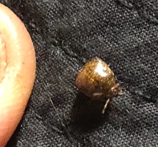 レモンサンへのお答えでシ: マルカメムシ(丸亀虫)とヤノネカイガラ(家の根貝殻)