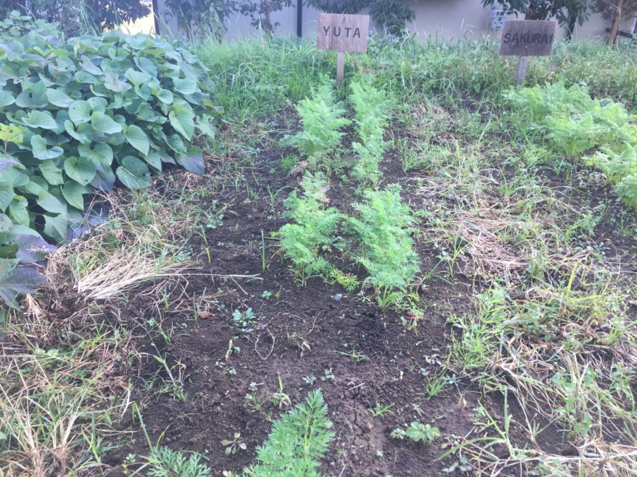 【フォト】にんじんの様子。お隣さんは間引き終わってうらやましい。