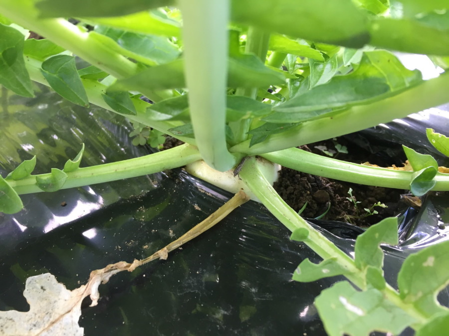 【フォト】だいこんの様子。ついに！！