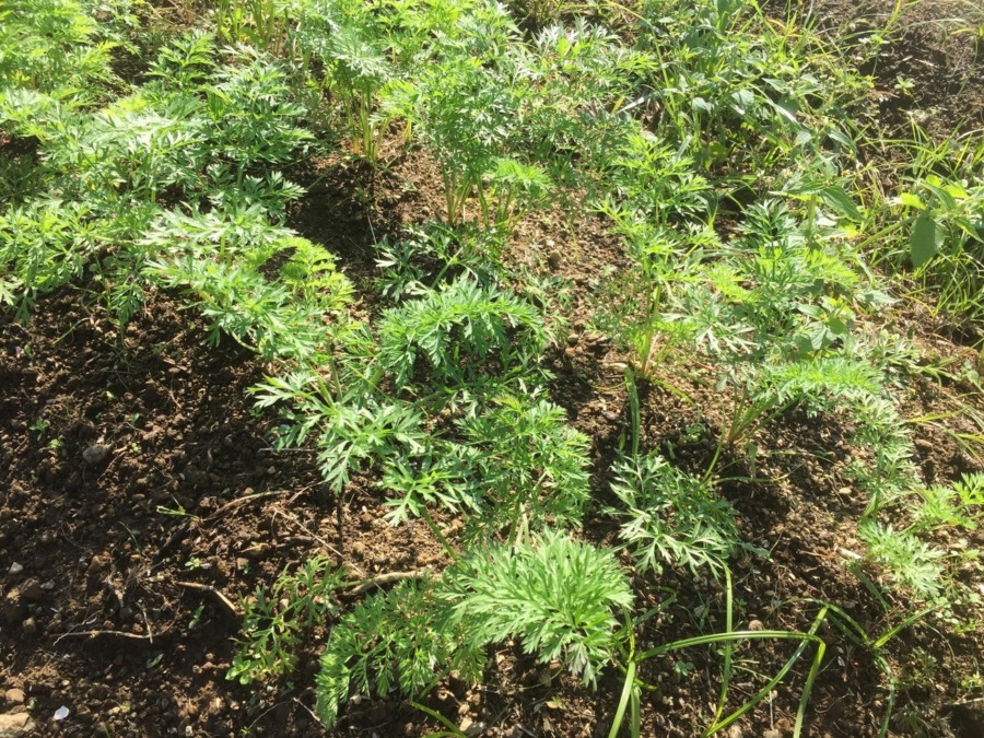 【フォト】にんじんの様子。