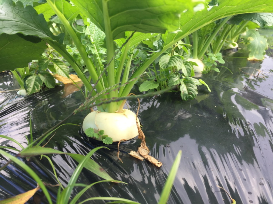 【祝】こかぶの様子。収穫OKですよ。畑で選びながら採ってね。