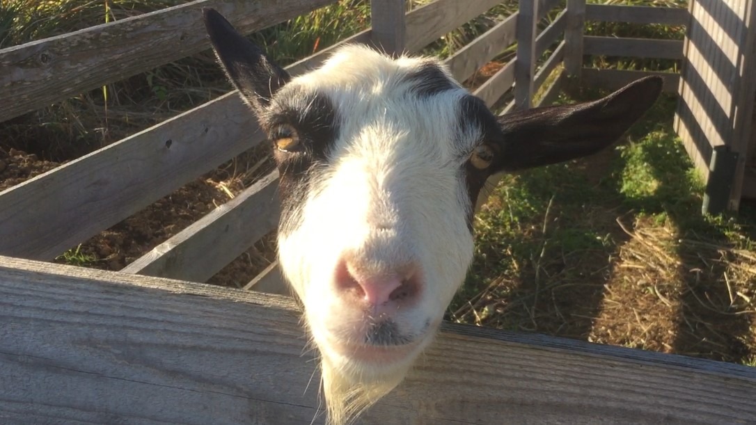 わたし、発情しています。