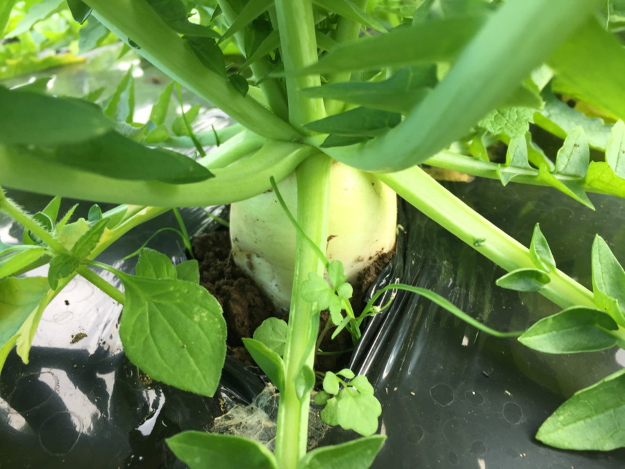 【フォト】だいこんの様子。ついに！！