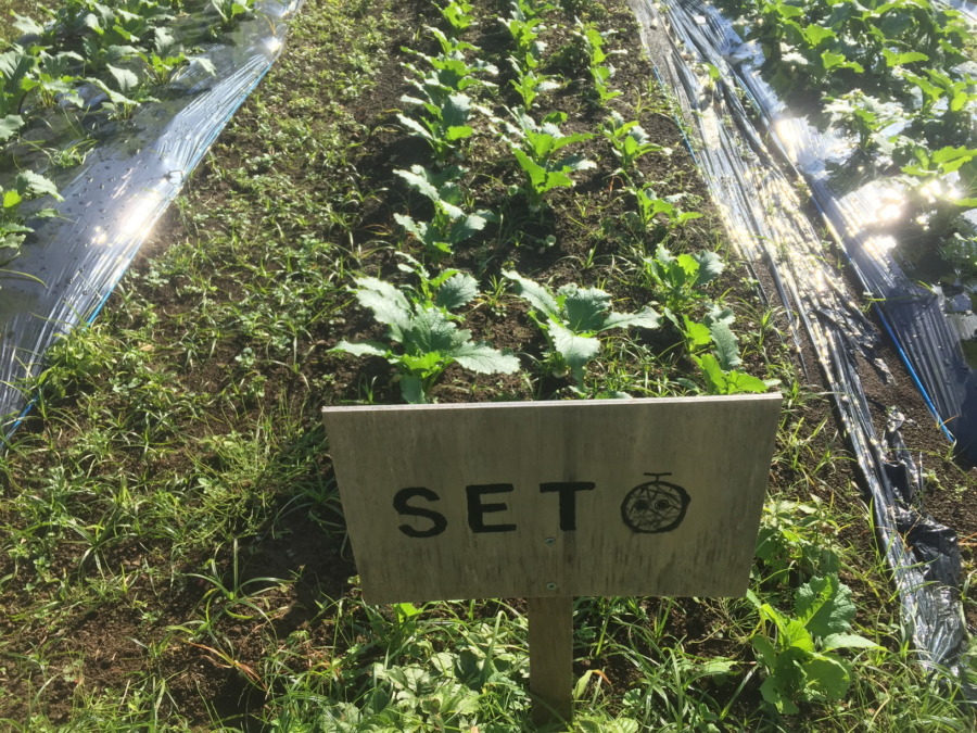 【フォト】こかぶの様子。最近は昼ぽかぽかで、、、