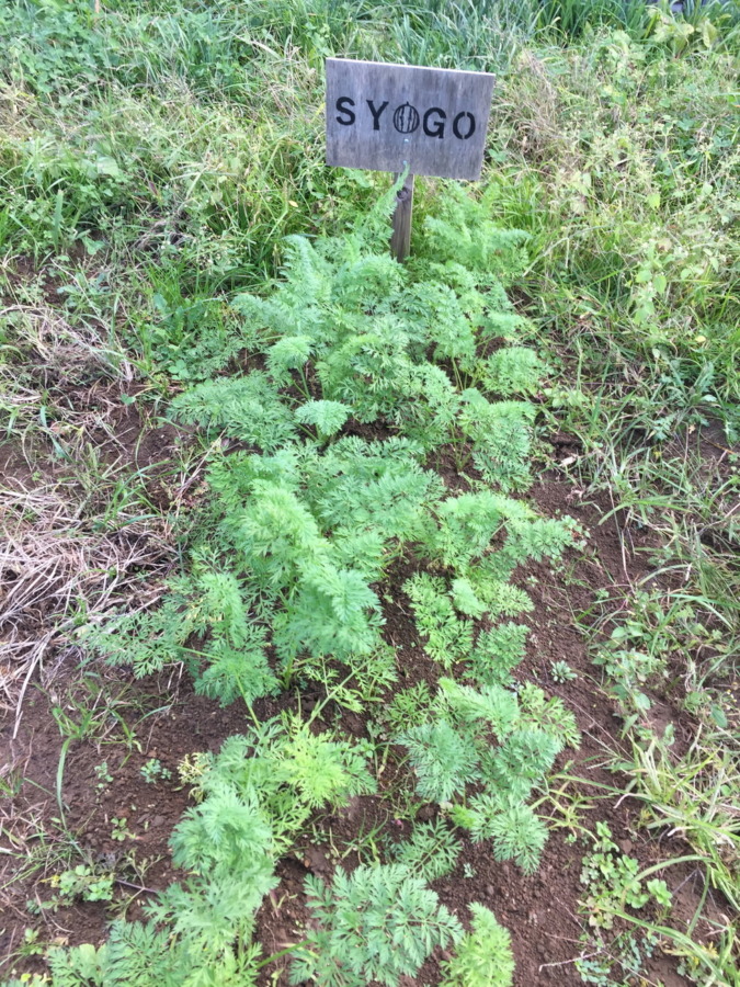 【フォト】にんじんの様子。穏やかに順調に育ってますが、