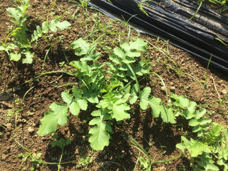 【フォト】だいこんの様子。