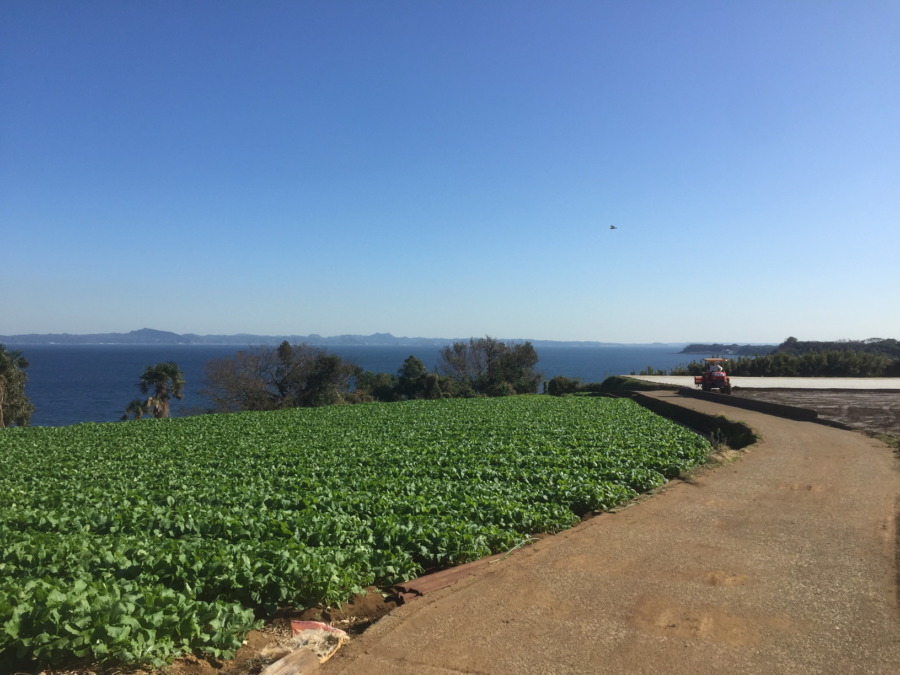 三浦かぶ、goodです。