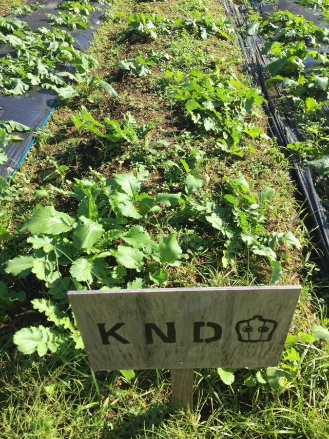 【フォト】だいこんの様子。大きくなってきたヨ！