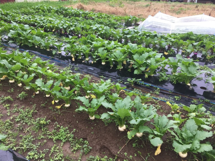 【みなさんのこかぶ】台風も乗り越えて、気づけばとてもいい感じに。