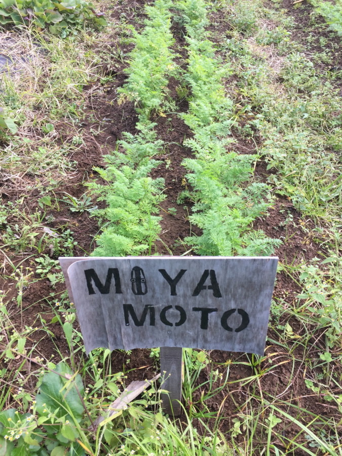 【フォト】にんじんの様子。穏やかに順調に育ってますが、