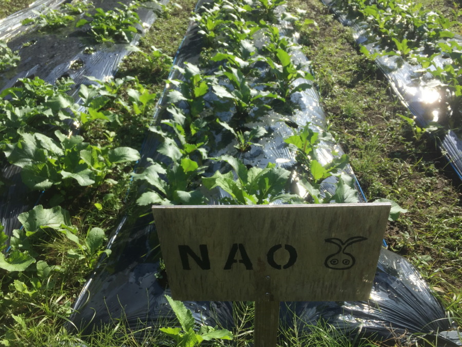 【フォト】あやめ雪のようす。最近は昼ぽかぽかで、、、