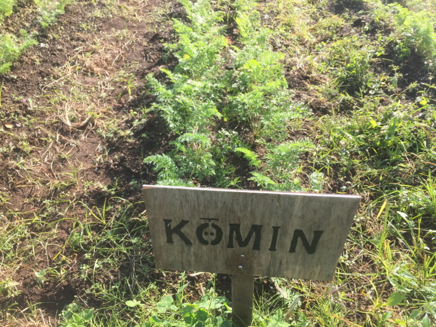 【フォト】にんじんの様子。間引きありがとう。