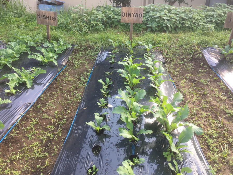 【フォト】あやめ雪のようす。最近は昼ぽかぽかで、、、