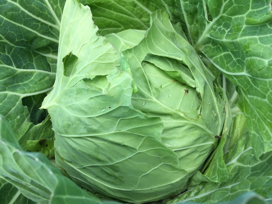 キャベツに虫。この虫食いの主はどなた？