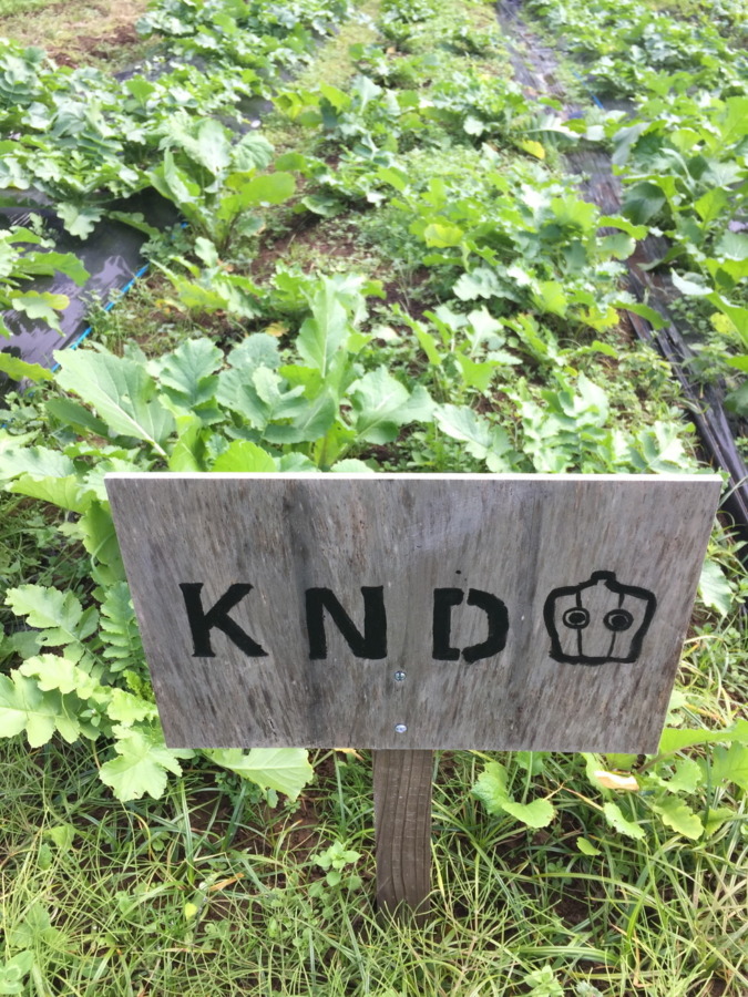 【フォト】だいこんの様子。穏やかに順調に育ってます。