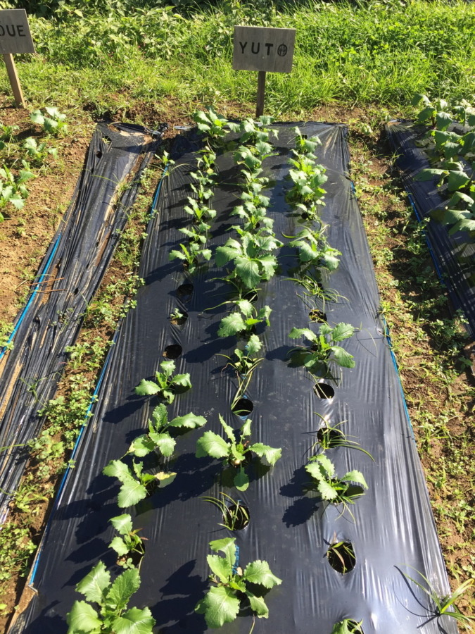 【フォト】こかぶの様子。ぽかぽか陽気が続いて順調です。