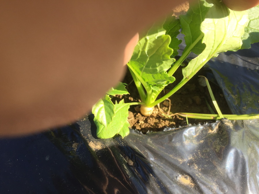 【フォト】こかぶのようす。小さな白肌チラリ。