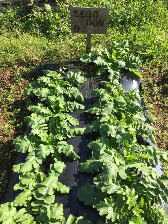 【フォト】だいこんの様子。ぽかぽか陽気ですくすくと。