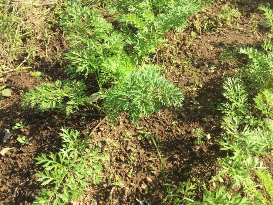 【フォト】にんじんの様子。