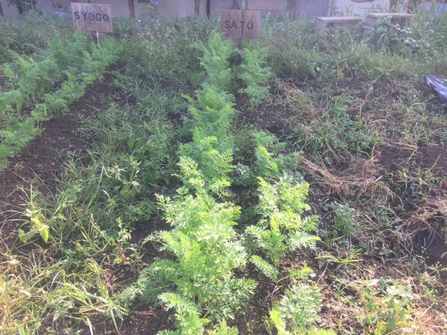 【フォト】にんじんの様子。お隣は間引き終わってうらやましい。