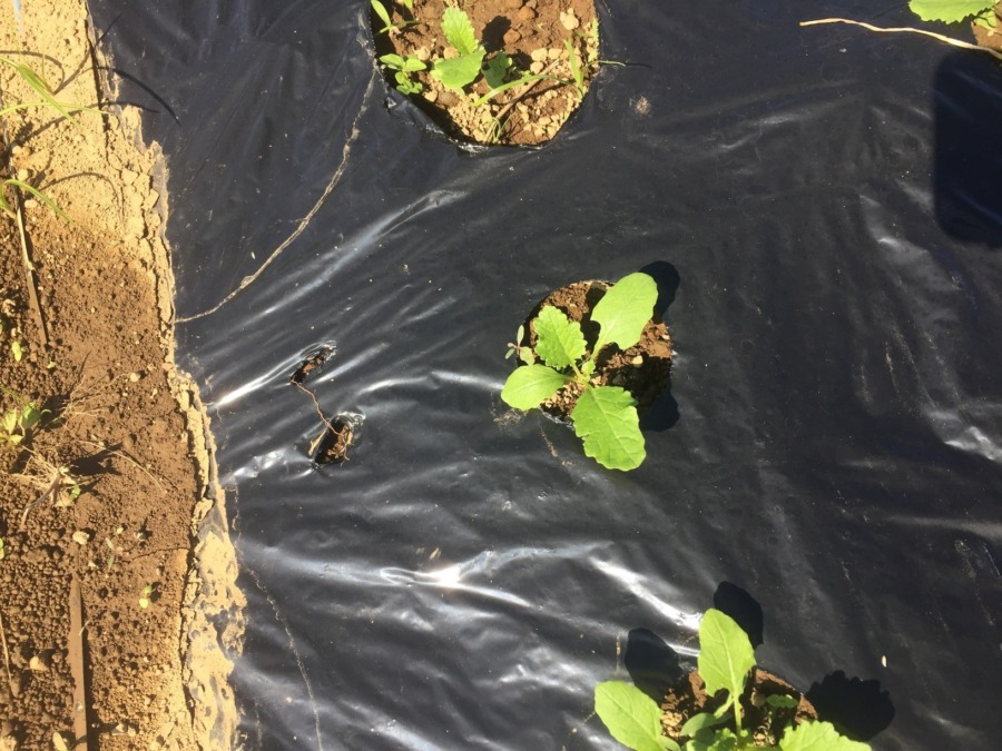 【フォト】こかぶの様子。