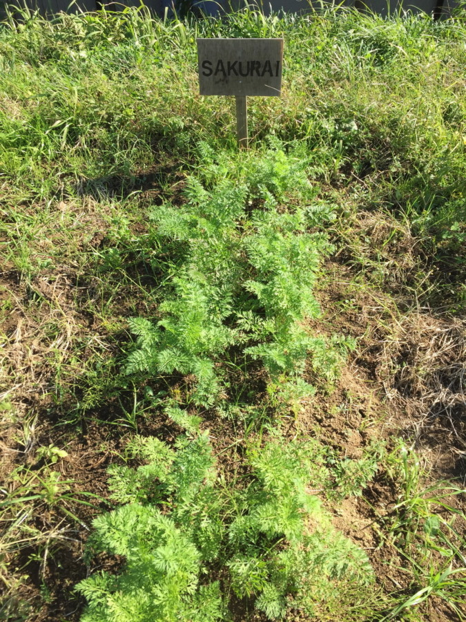 【フォト】にんじんの様子。間引きも完了。順調ですyo。