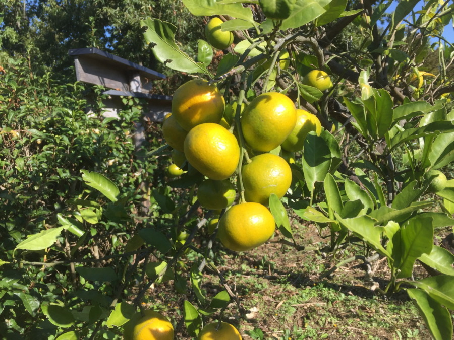 【祝：収穫期】謎柑橘（なぞかんきつ）。