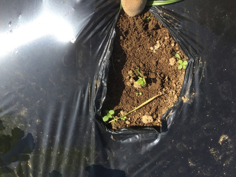 【フォト】だいこんの様子。最後にまいた種、出てきたyo。