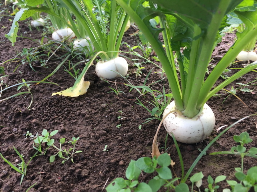 【祝】こかぶの様子。収穫OKですよ。畑で選びながら採ってね。