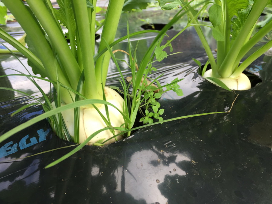 【祝】こかぶの様子。収穫OKですよ。畑で選びながら採ってね。