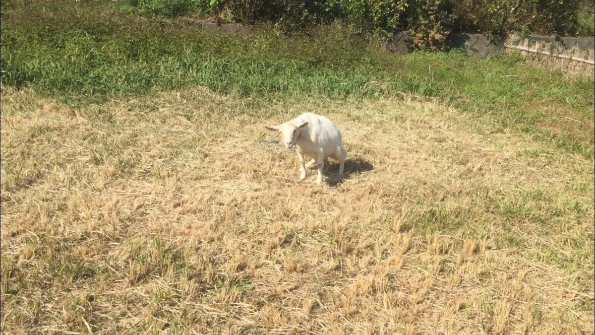 外のお散歩、久しぶりだyo。