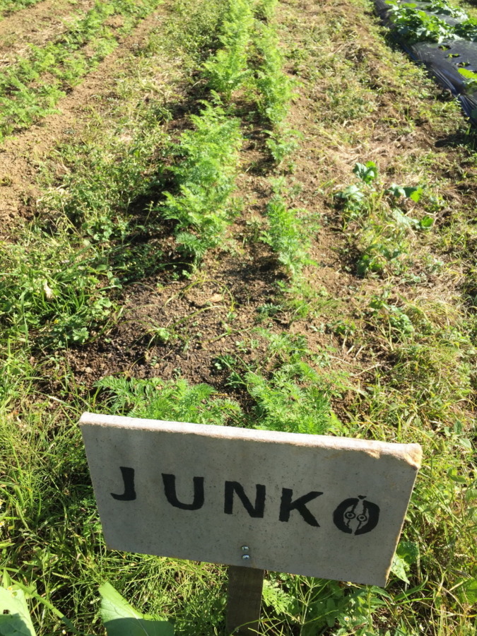 【フォト】にんじんの様子。間引き完了。順調です。