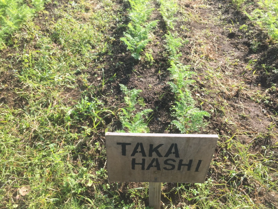 【フォト】にんじんの様子。間引き完了ですyo。